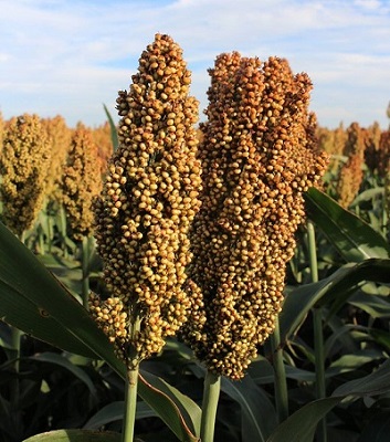 Sorghum