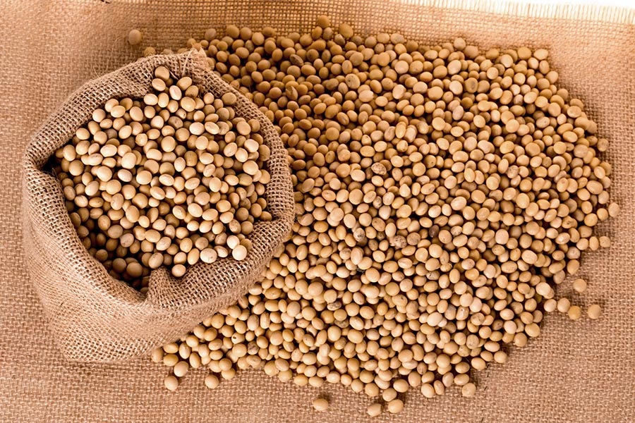 Soya Beans